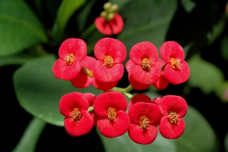 Menanam Dan Budidaya Bunga Euphorbia