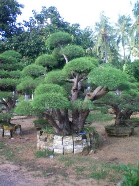 Menanam Dan Budidaya Pohon Cemara Udang