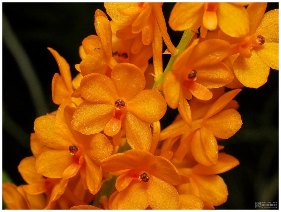 8 Jenis Bunga Anggrek Cantik Ini Asli Indonesia