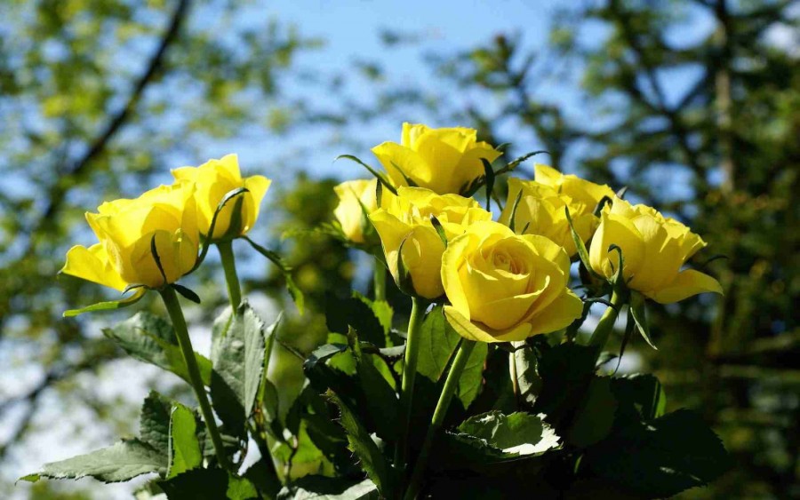 Ciri-ciri Bunga Mawar Berdasarkan Jenisnya