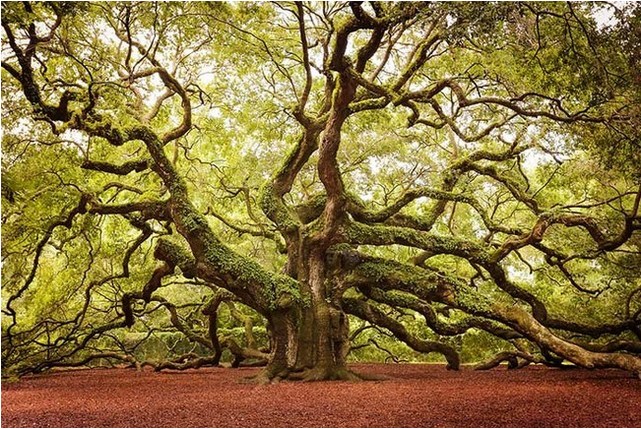 Untuk Kamu Pecinta Tanaman, Inilah 5 Pohon Terunik di Dunia