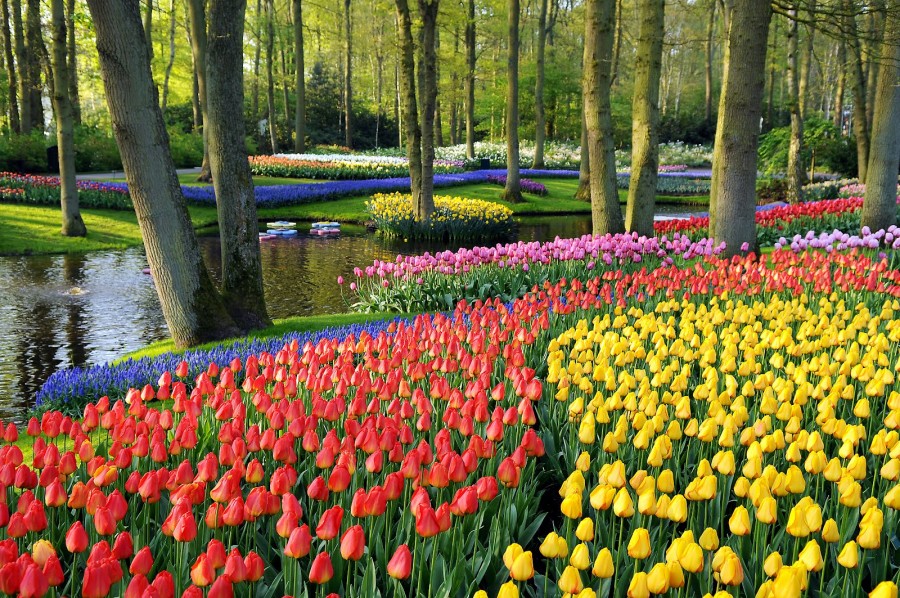 9 Gambar Bunga Tulip yang Indah dan Menyejukkan Mata