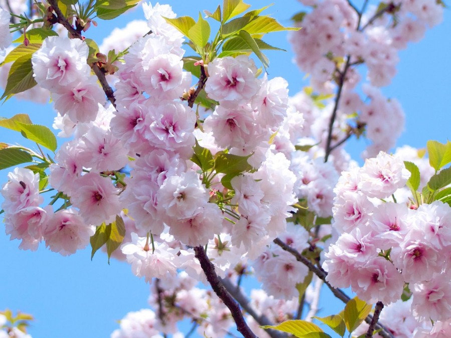 8 Fakta Menarik tentang Bunga Sakura