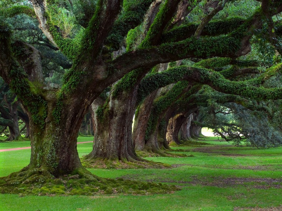 Jika Semua Tahu Betapa Besar Peran Pepohonan di Alam Ini
