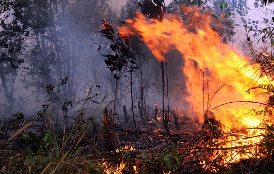 Akibat Kebakaran Hutan yang Menimbulkan Banyak Kerugian