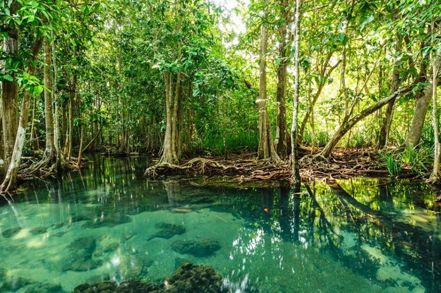 hutan mangrove