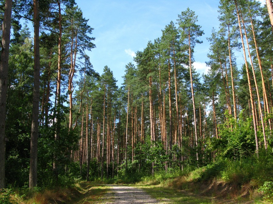 Manfaat Pohon Pinus Untuk Kesehatan dan Industri
