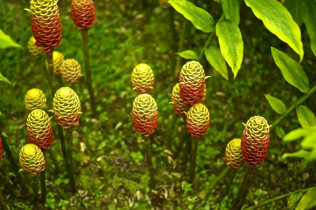 Bangle, Tanaman Lokal Herbal Kaya Manfaat yang Jarang Diketahui