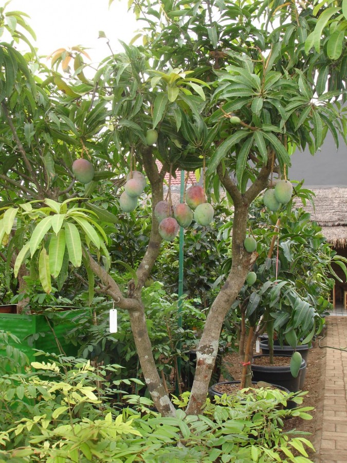 Beberapa Jenis Pohon Mangga yang Ada di Indonesia