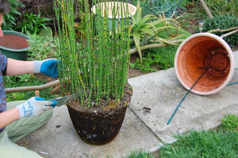 tanaman hias bambu air
