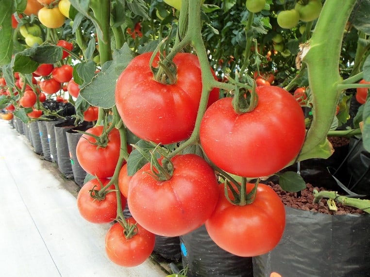hidroponik tomat