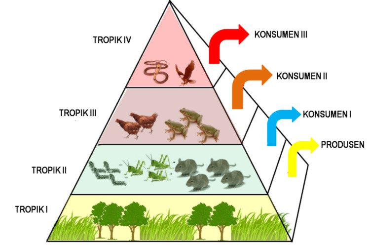 Gambar Rantai Makanan, Tingkat Trofik dan Piramida Ekologi