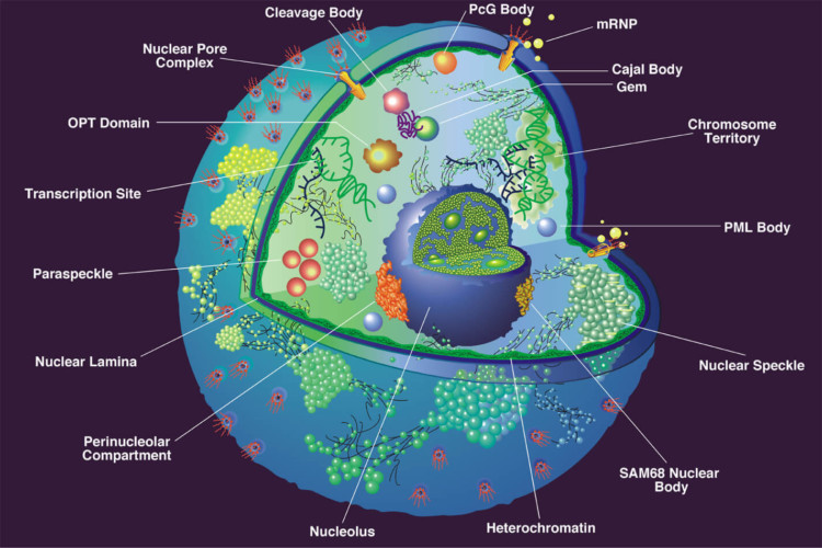 Fungsi Nukleus, Struktur, dan Penjelasannya