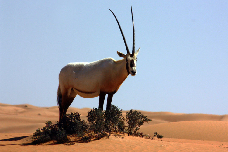 kambing padang pasir