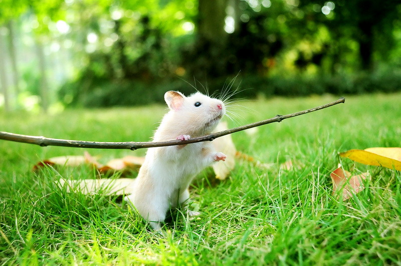 20 Gambar Hamster dari Berbagai Dunia