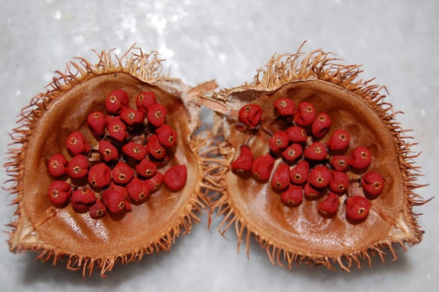 Kesumba merupakan tanaman perdu yang dikenal sebagai penghasil pigmen merah (bixin) dan penghasil norbixin atau pewarna alami untuk makanan dan kosmetik yang aman jika digunakan.