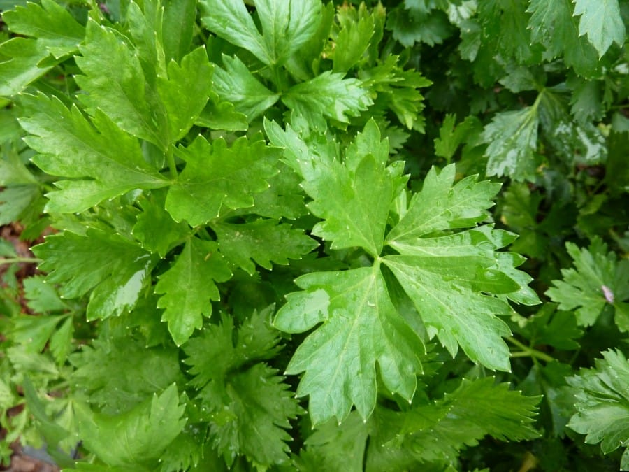 Daun Seledri