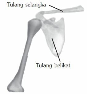 gambar kerangka manusia