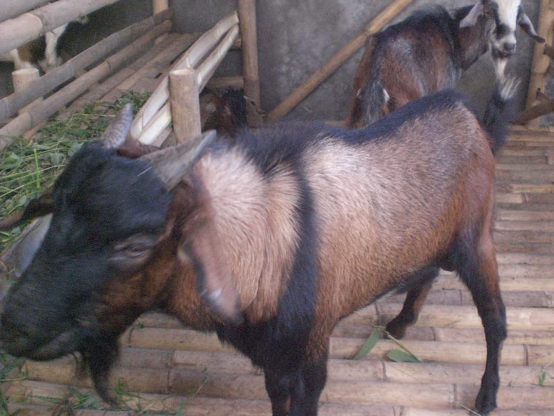 kambingaqiqah.com