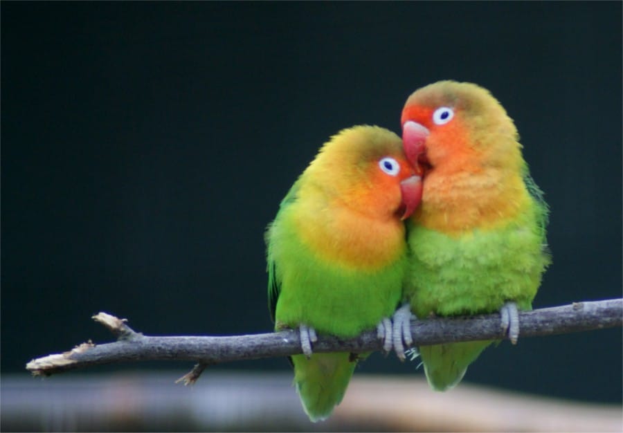 kicaubird.com