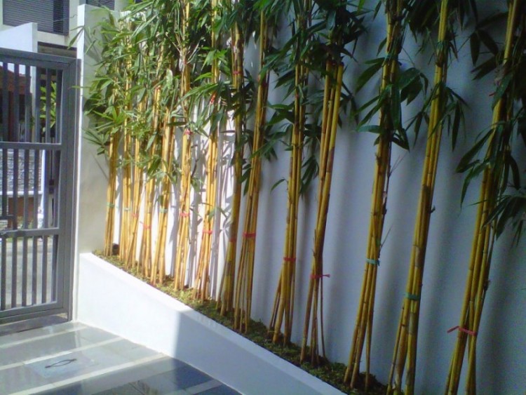 Menanam Dan Budidaya Bambu Panda - Satu Jam