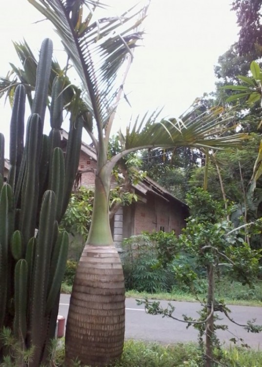 Palem botol. (satujam.com)