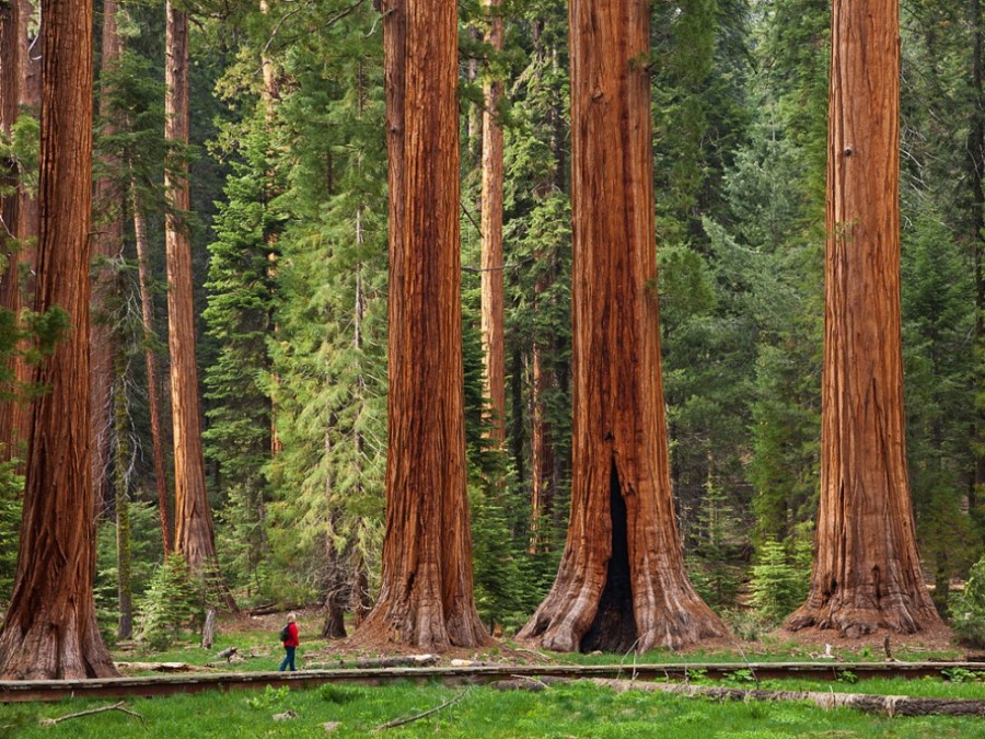 Pohon ini memiliki nama panjang Sequoiadendron giganteum. Pohon sequoia merupakan jenis pohon paling besar di dunia yang tumbuh tersebar di Eropa, Amerika, Australia dan Kanada. Terdapat 3 pohon Sequoia yang terkenal. Pertama, pohon Giant Sequoia yang bernama The General Sherman (tinggi 83 m, lebar 31 m), tumbuh di Taman Nasional Sequoia di California, USA. Kedua, pohon Muir Snag (3500 tahun), yang tumbuh di Sequoia National Forest, California, USA. Ketiga, Mountain Grove (tinggi 95 m), tumbuh di Kings Canyon National Park, USA.