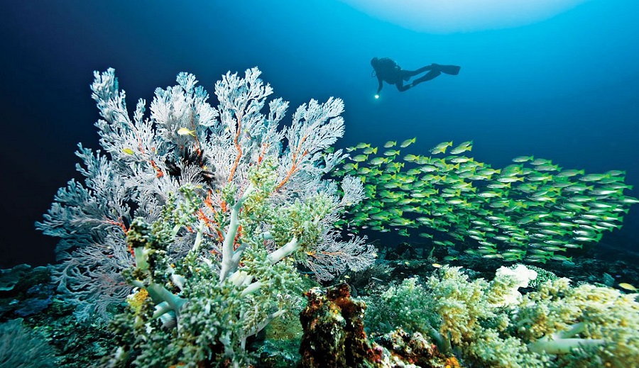 Alam bawah laut raja Ampat Papua