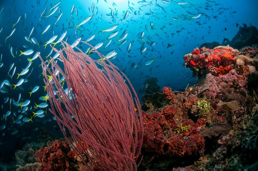 Diving Menyelam di Raja Ampat Papua
