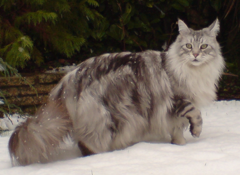 Maine Coon is So Cute