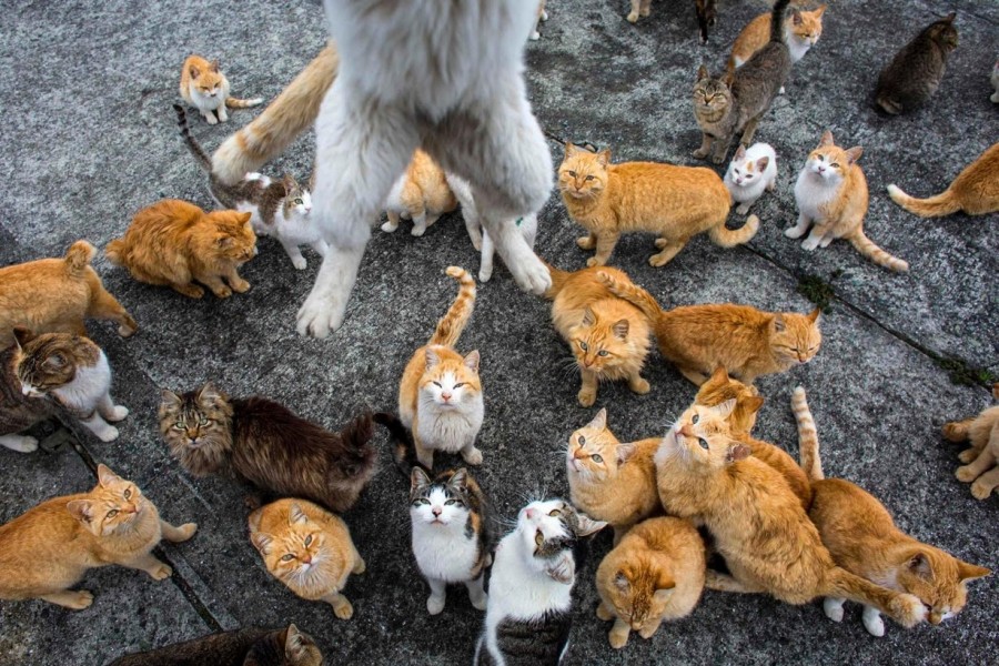 Gambar Ratusan Kucing
