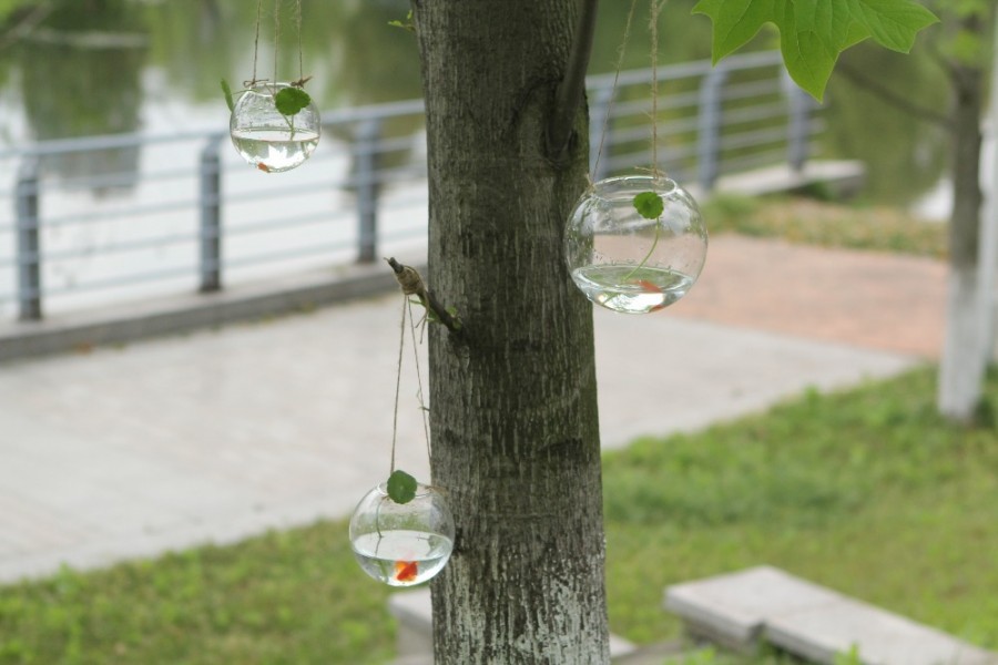Hidroponik gantung di pohon