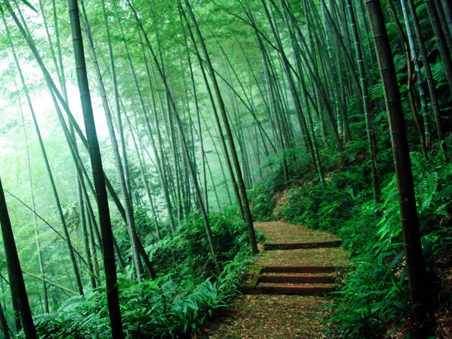 Hutan Bambu di Jepang