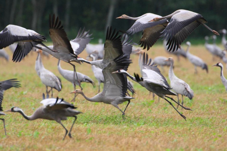Migrasi burung Crane