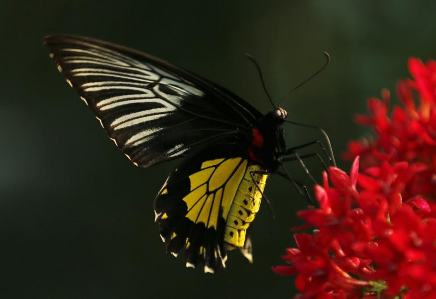 Gambar Golden Bird Wing Butterfly