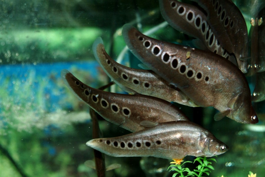 Ikan Belida, Hewan Langka di Indonesia