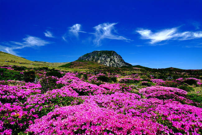 Tempat Musim Semi yang Indah. Jeju Island, Korea Selatan