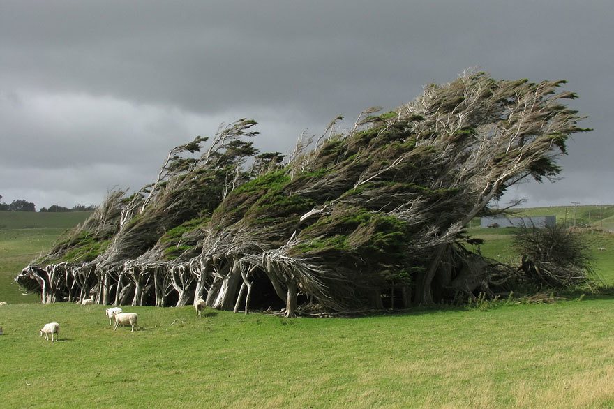 Pohon yang berubah bentuk karena angin