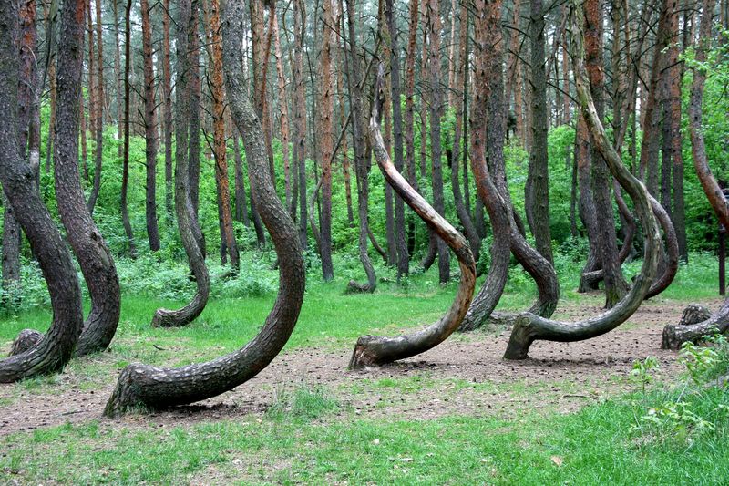 Crooked Forest of Gryfino