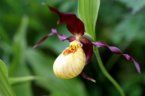 Lady’s Slipper Orchid/Cypripedioideae calceolus