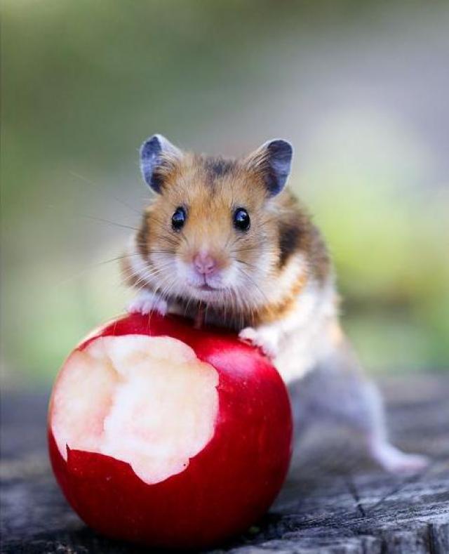 Hamster dan apel