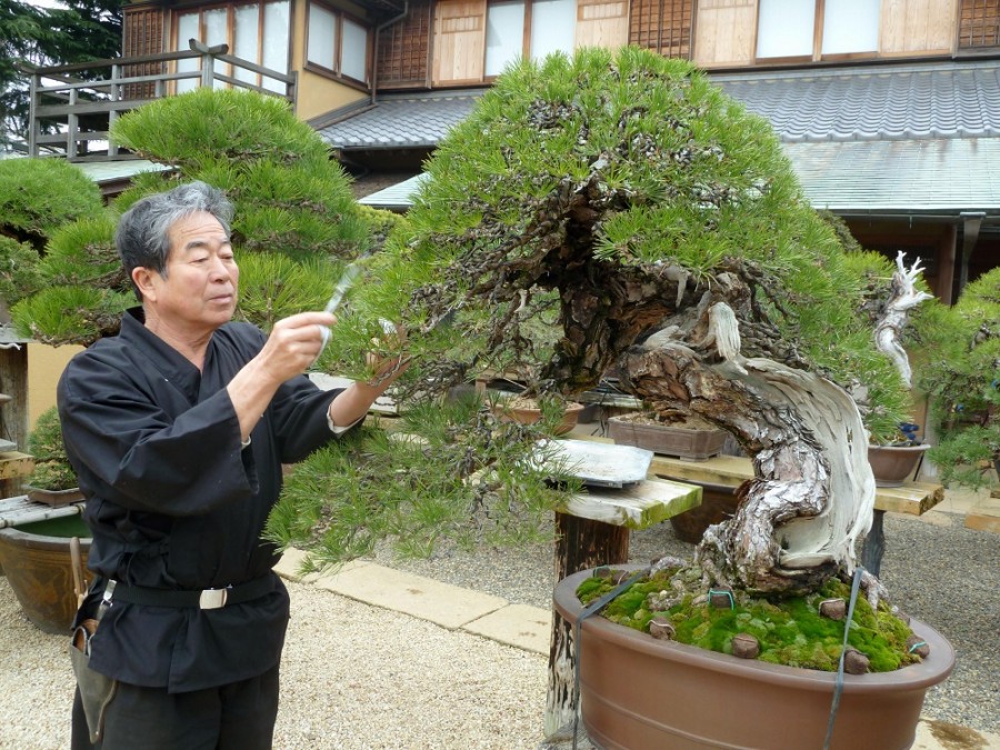 Pengendalian hama dan penyakit pada bonsai