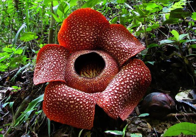 Corpse flower/Rafflesia arnoldii