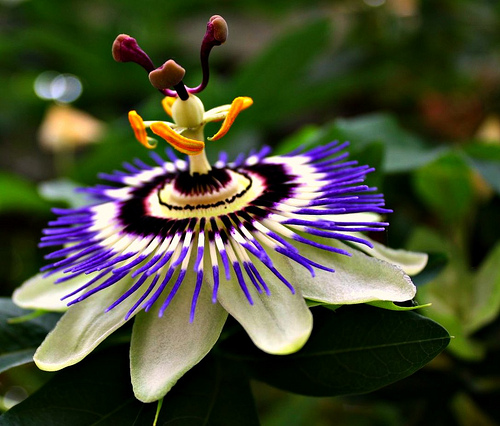 Passion Flower/Passiflora Incarnata