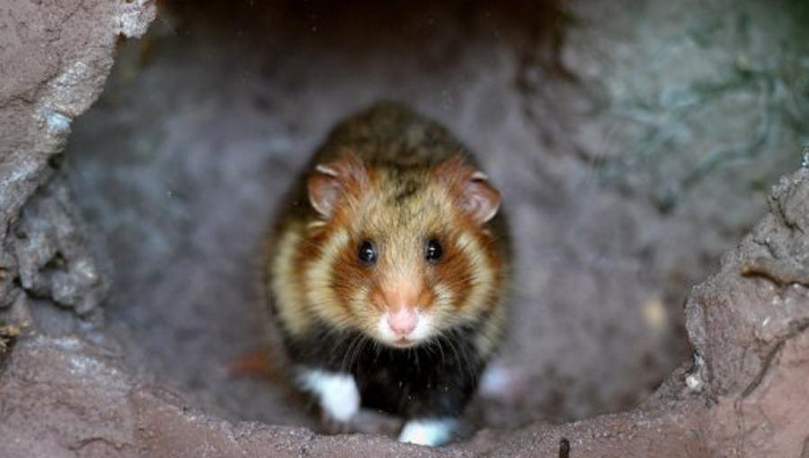 Hamster dalam lubang
