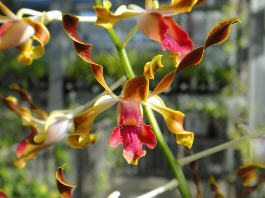 orchids.la.coocan.jp