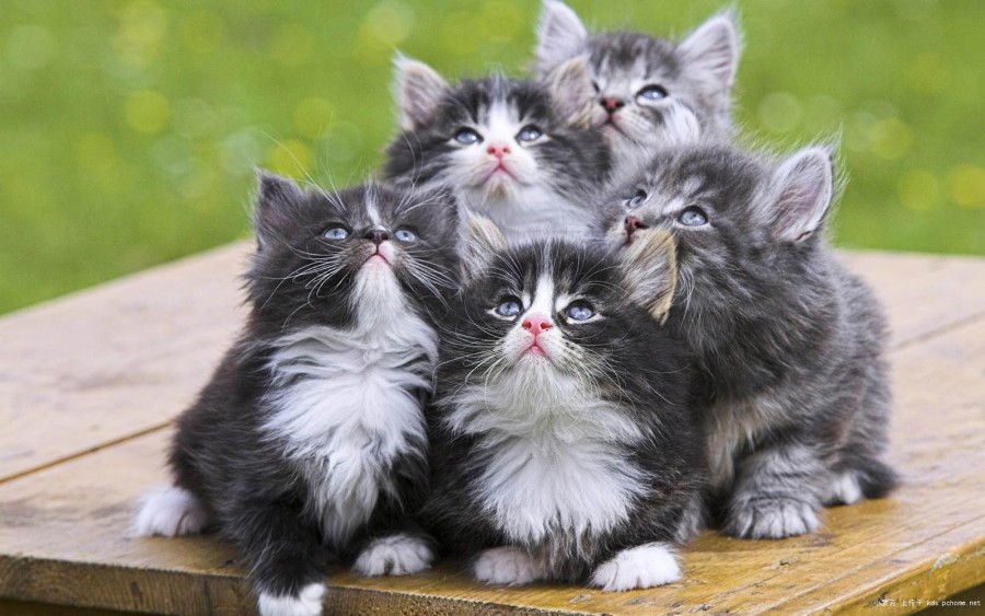 63 Gambar  Kucing  Lucu Ini Bakal Bikin Kamu Gemes