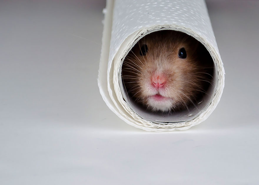 Hamster Sedang Mengintip