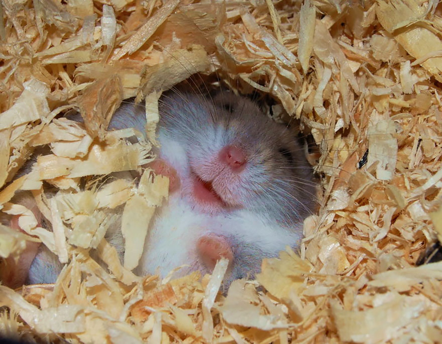 Hamster Tidur Nyenyak