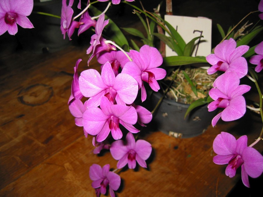 www.orchidspecies.com